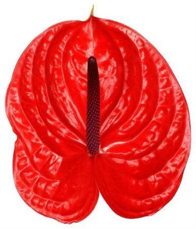 <h4>Anthurium Impulz</h4>