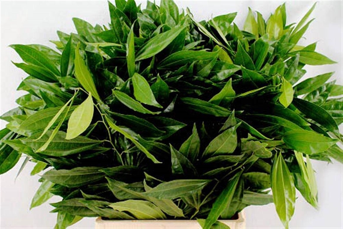 <h4>Cocculus 70cm</h4>