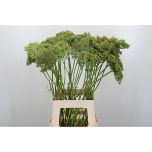 Ammi Visnaga Green Mist