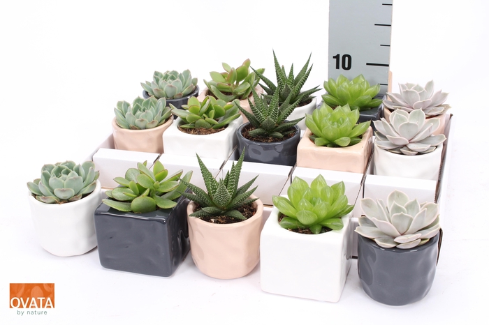 <h4>SUCC GEM 5 SRT</h4>