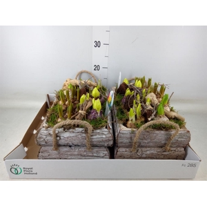 Arr.   Bol/Knolgewas L%