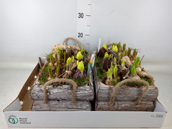 <h4>Arr.   Bol/Knolgewas L%</h4>