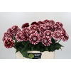 Dahlia Checkers