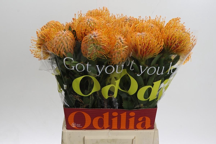 <h4>Nutans Soleil</h4>