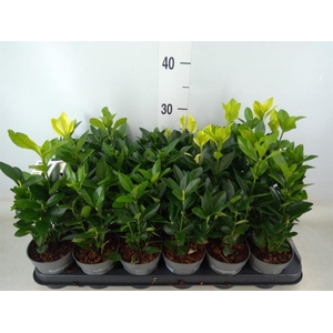 Euonymus japon. 'Paloma Blanca'