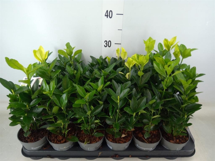 <h4>Euonymus japon. 'Paloma Blanca'</h4>