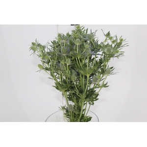 ERYNGIUM 060 CM