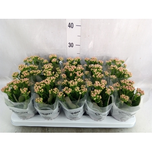 Kalanchoe  'MoreFlow Lillian'