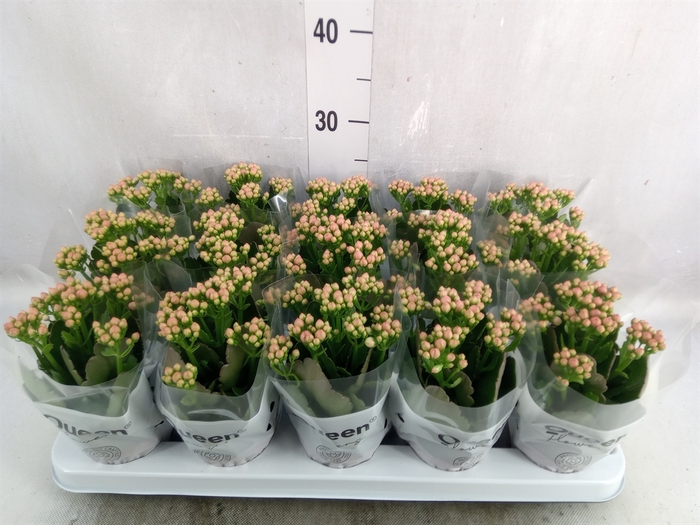 Kalanchoe  'MoreFlow Lillian'