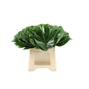 Monstera 18cm