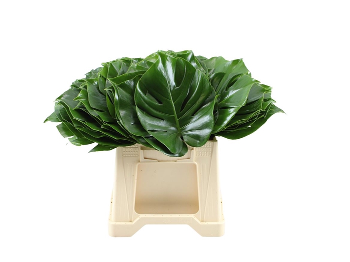<h4>Monstera 18cm</h4>
