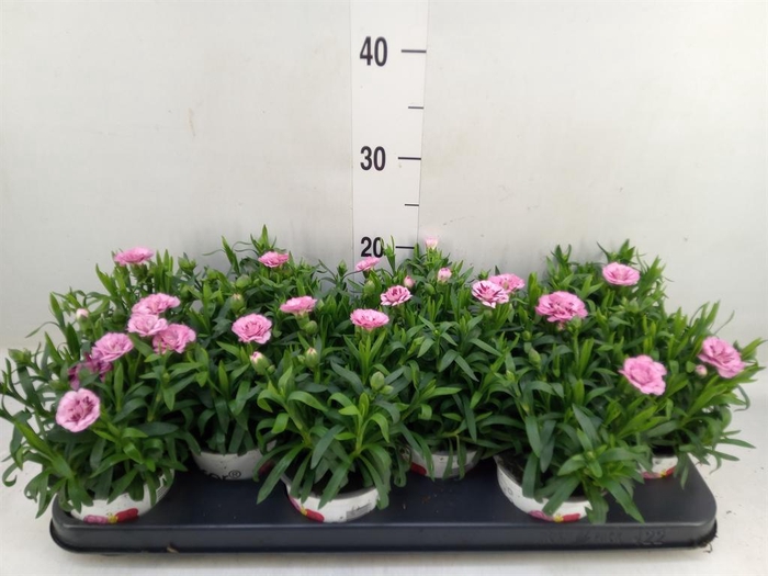 <h4>Dianthus  'Oscar Purple Wings'</h4>