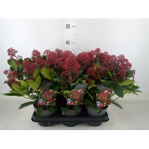 Skimmia jap. 'Rubella'