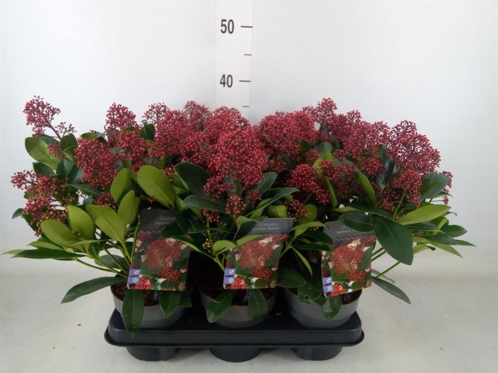 <h4>Skimmia jap. 'Rubella'</h4>