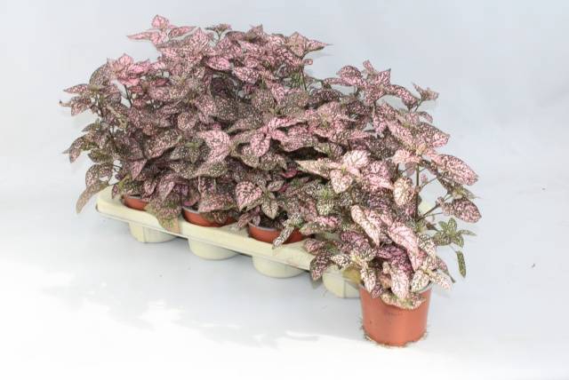 <h4>HYPOEST CONF C PINK</h4>