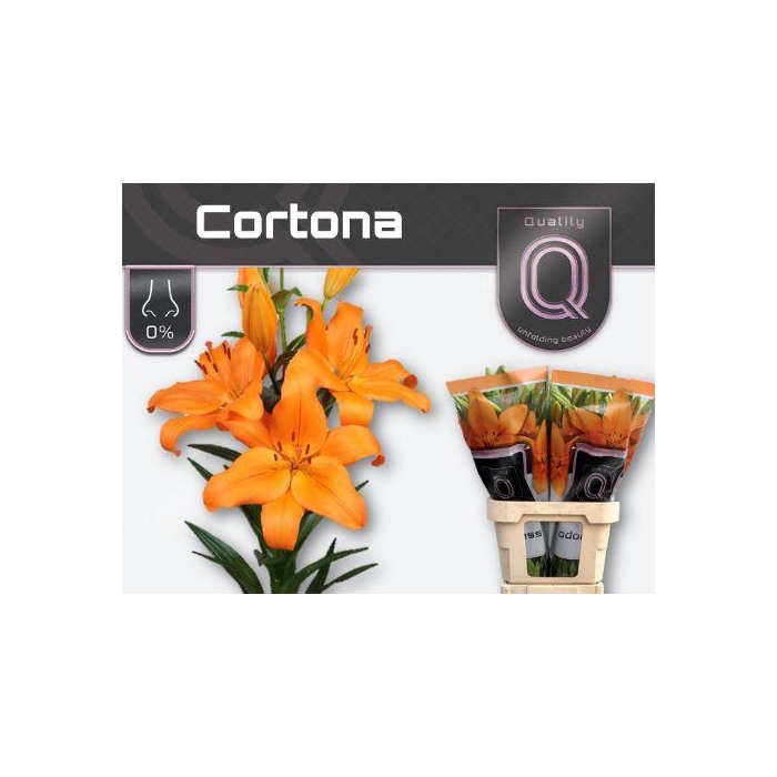 <h4>Li La Cortona</h4>