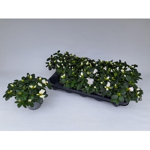 RHODO SI WITTE VOGEL