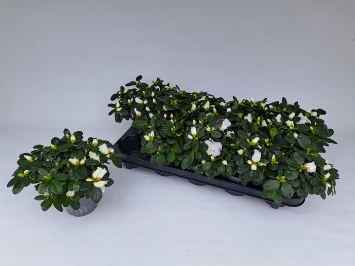 <h4>RHODO SI WITTE VOGEL</h4>