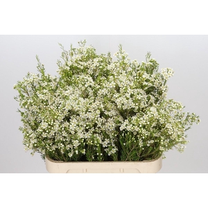 Chamelaucium Ofir