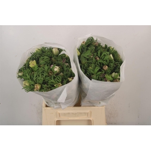 Anemone Mistral Malva Edge