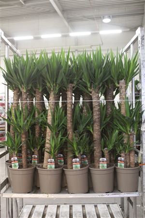 <h4>Yucca 90-45-20 Cm</h4>