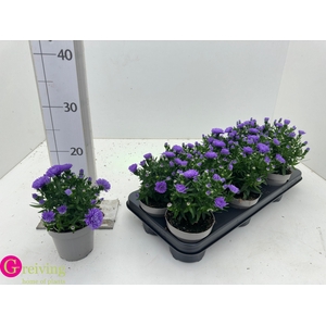 ASTER D AL PURPLE RO