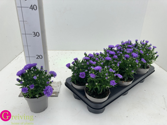 <h4>ASTER D AL PURPLE RO</h4>