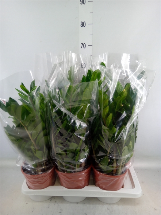 <h4>Zamioculcas zamiifolia</h4>