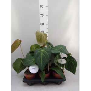 Anthurium   ...