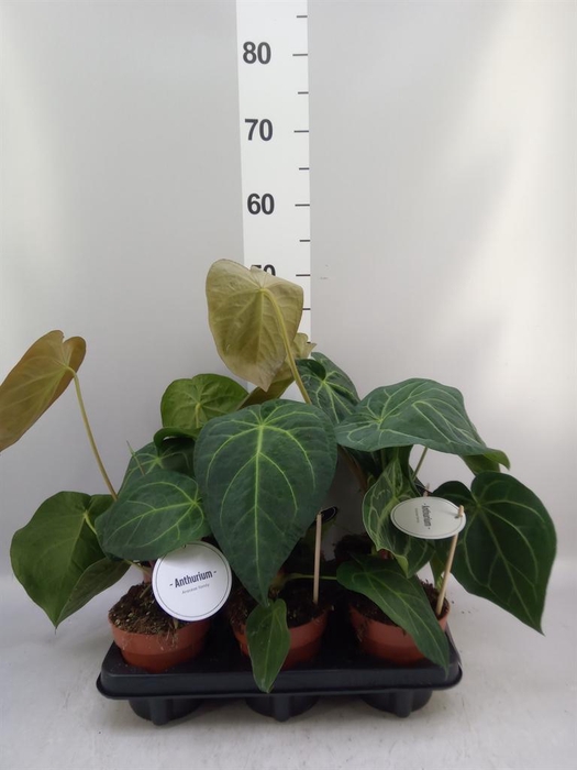 <h4>Anthurium   ...</h4>