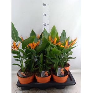 Arr.  Strelitzia L%