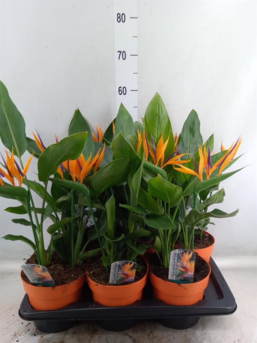 <h4>Arr.  Strelitzia L%</h4>