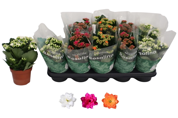 <h4>KAL GE RO GEM 3 KL</h4>