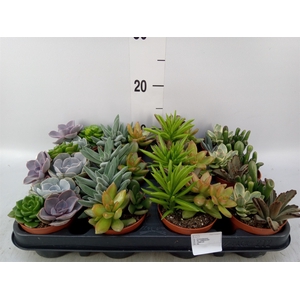 Succulents   ...