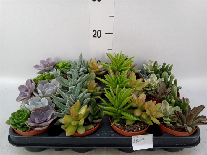<h4>Succulents   ...</h4>