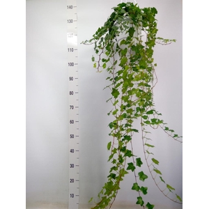 Hedera helix 'Wonder'