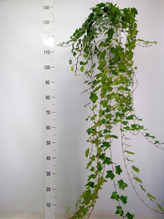 <h4>Hedera helix 'Wonder'</h4>