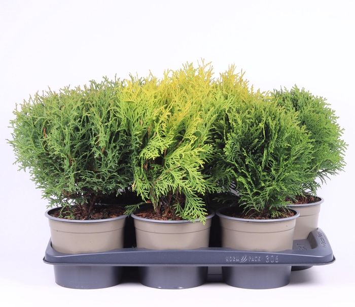 <h4>Bolvormige mix P-17</h4>