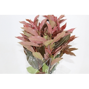 FOLHAGEM PHOTINIA VERMELHO 070 CM