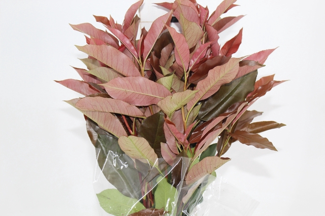 FOLHAGEM PHOTINIA VERMELHO 070 CM