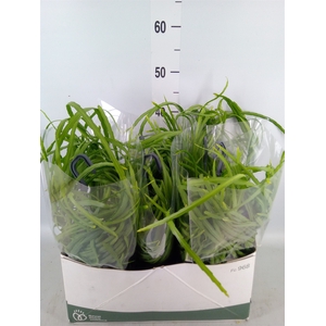 Rhipsalis   ...