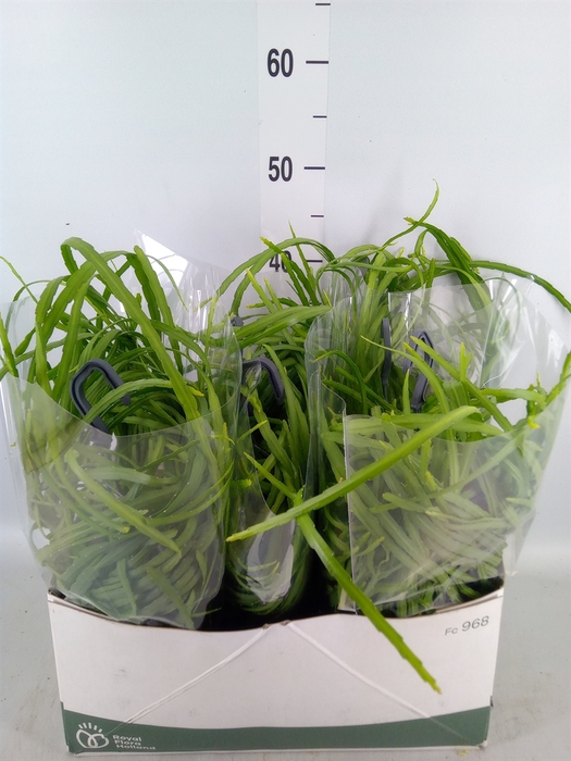 <h4>Rhipsalis   ...</h4>