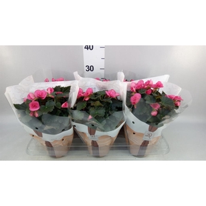 Begonia elat. HL 'Adonia Pink'