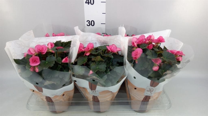 <h4>Begonia elat. HL 'Adonia Pink'</h4>
