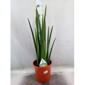 Sansevieria cyl.  ...