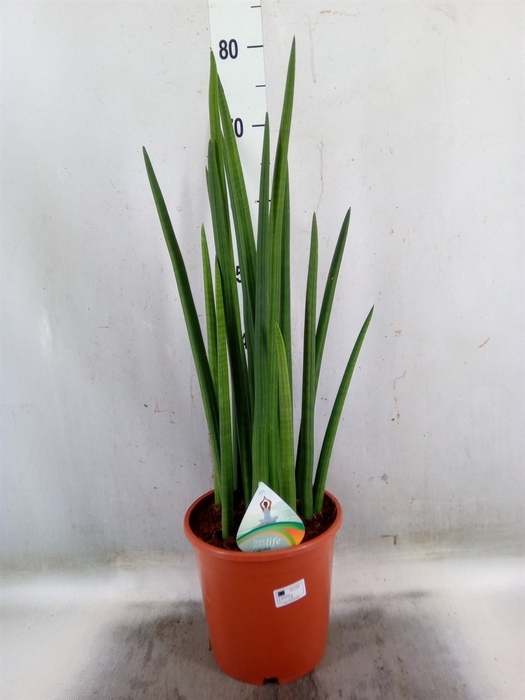 <h4>Sansevieria cyl.  ...</h4>