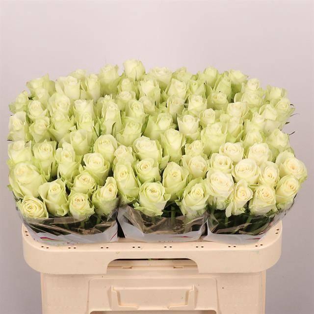 <h4>R GR ATHENA</h4>