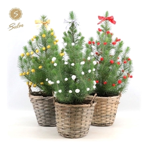 Pinus pinea 'Silver Crest' P17 in Basket + Deco Sensation Mix + Bow Mix