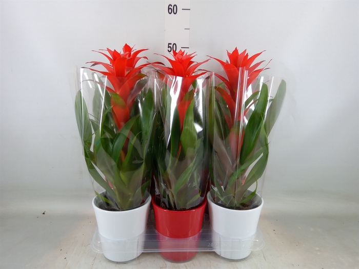 <h4>Guzmania  'Allura'</h4>