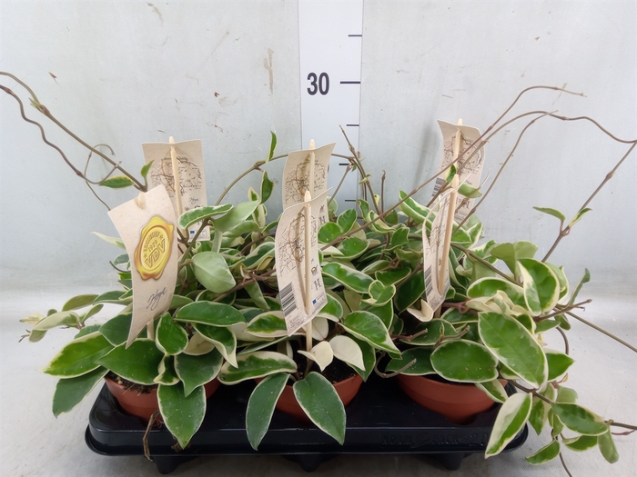 <h4>Hoya carnosa 'Krimson Queen'</h4>